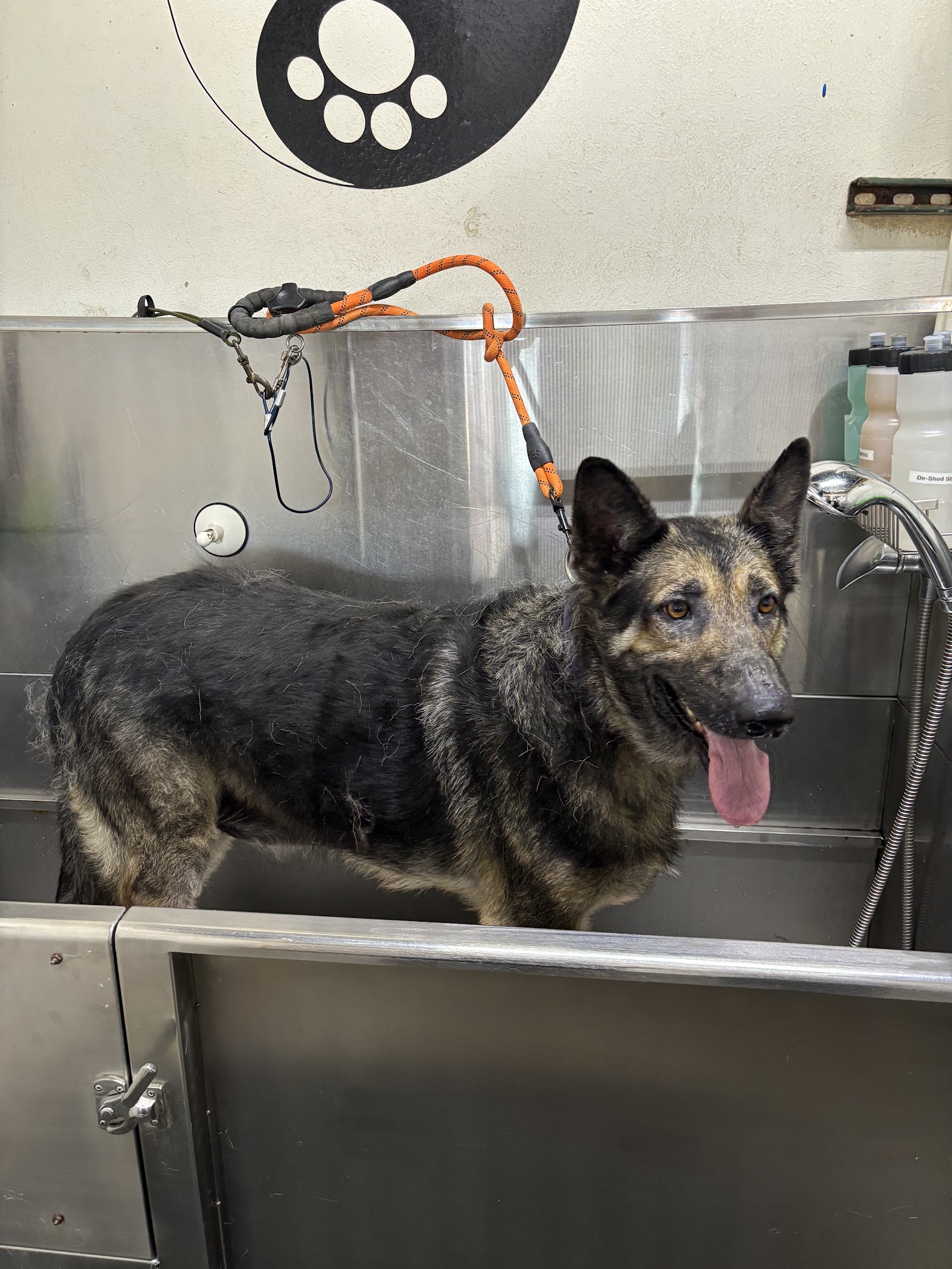 Bruno's Place DIY Dog Wash (self-serve only) NOT A GROOMER photo 2