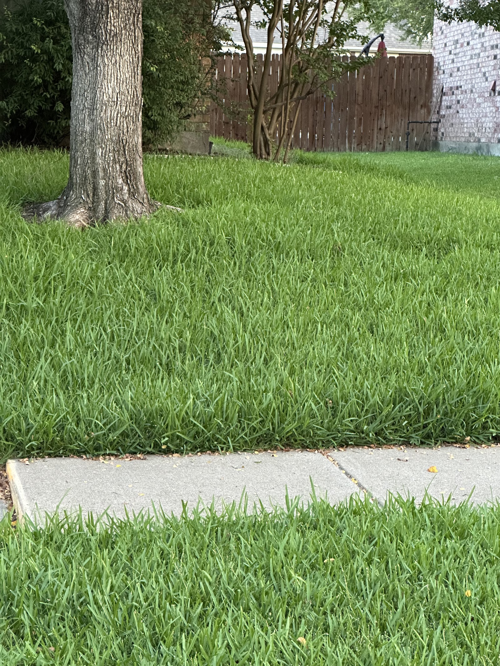 Chorbie Lawn and Pest photo 2