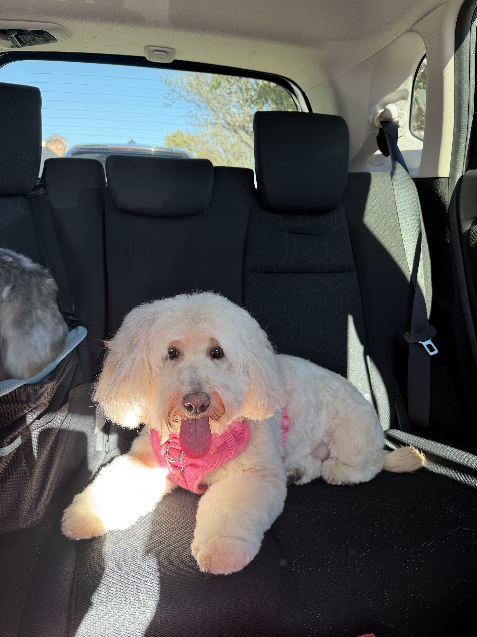 White Rock Pet Grooming photo 2