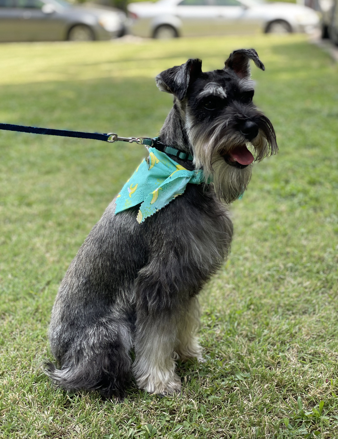 White Rock Pet Grooming photo 3