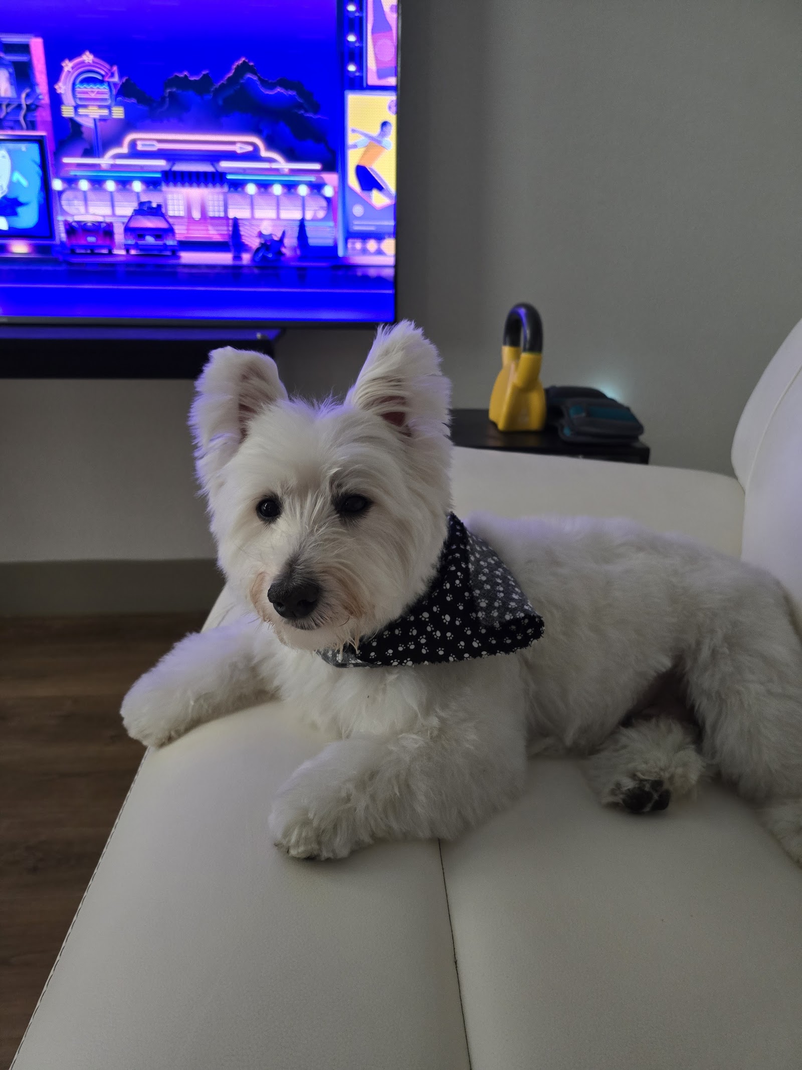 Urban Dogg Pet Grooming photo 2
