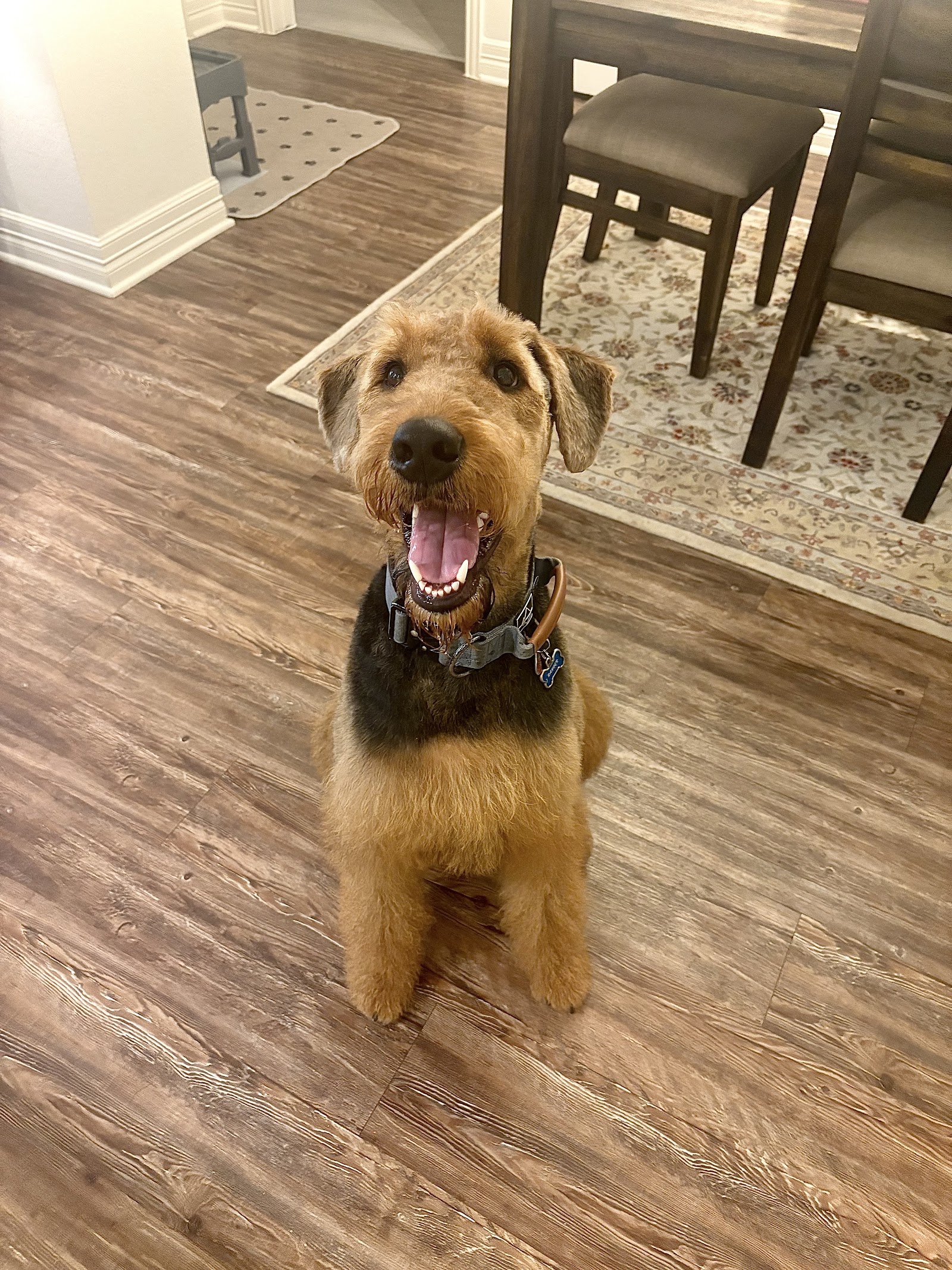 Urban Dogg Pet Grooming photo 3