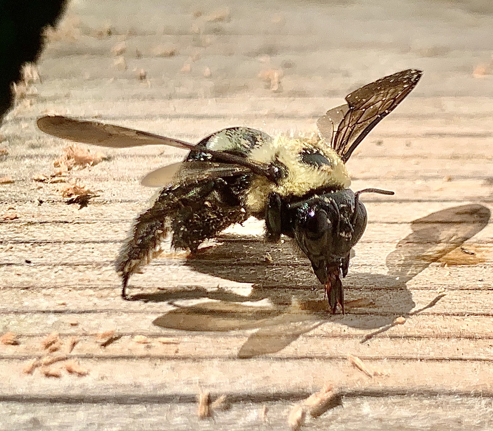 Eco-Safe Pest Control photo 3
