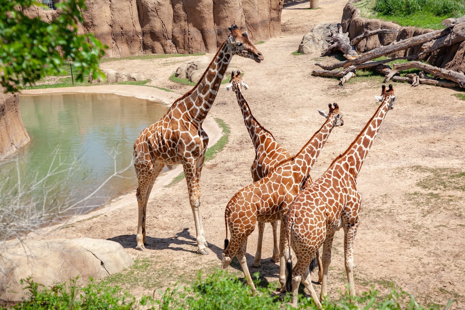 Dallas Zoo photo 2